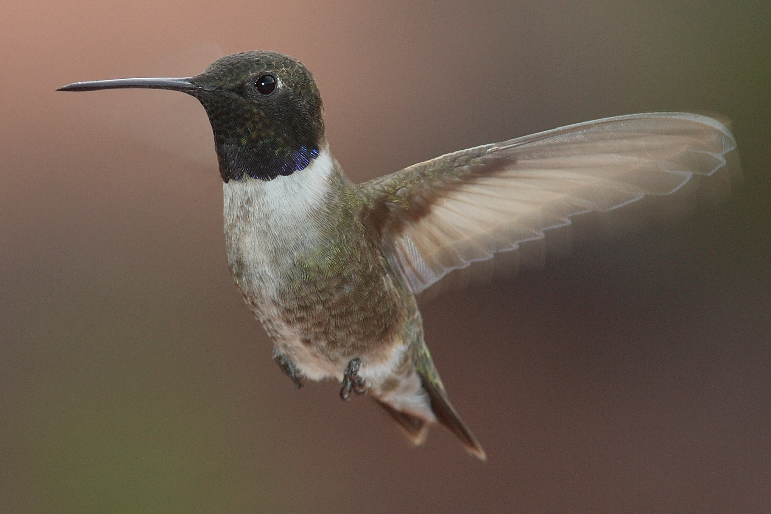 Black-chinned Hummingbird -- Moab, Utah, USA -- 2006 June