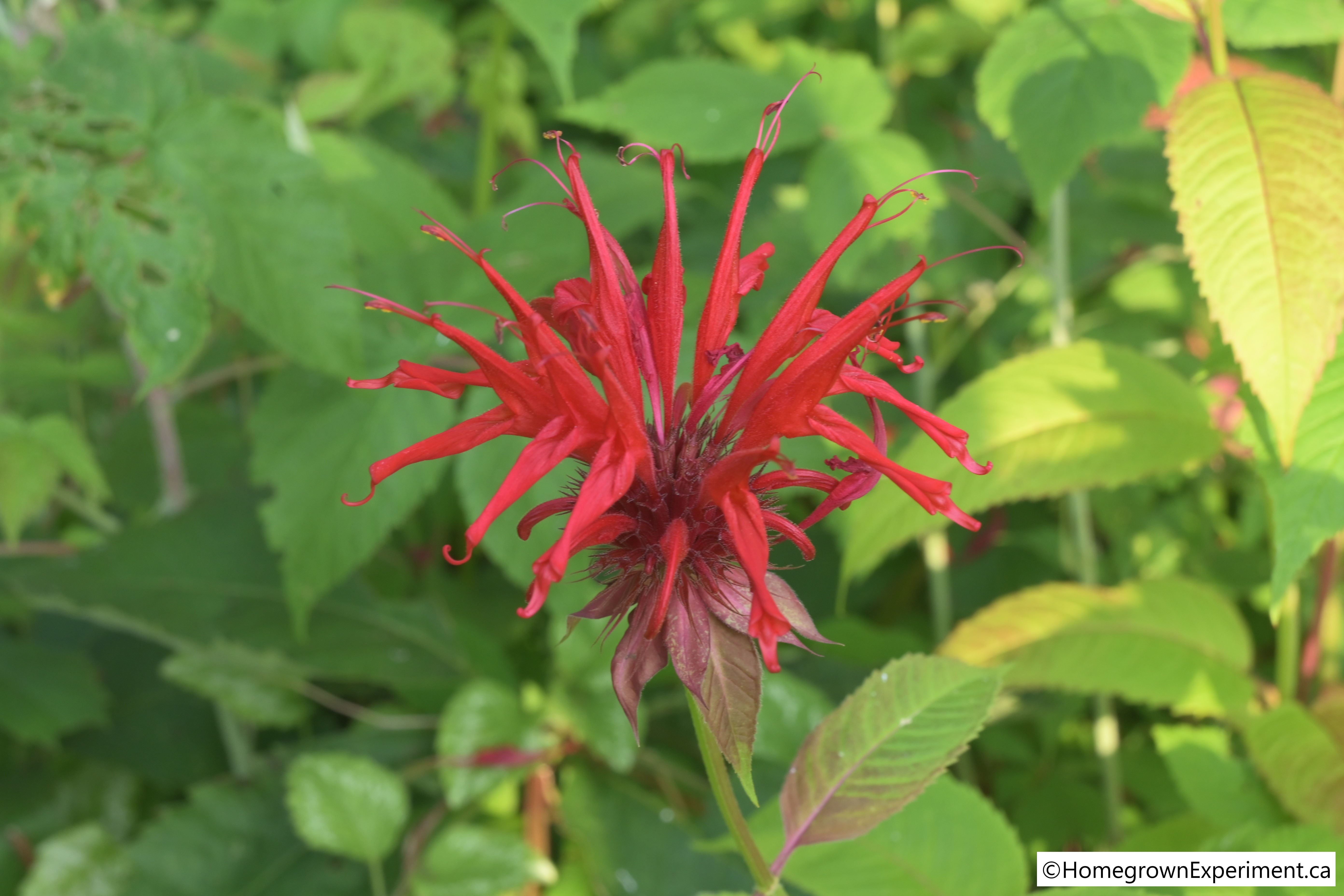 Bee_Balm