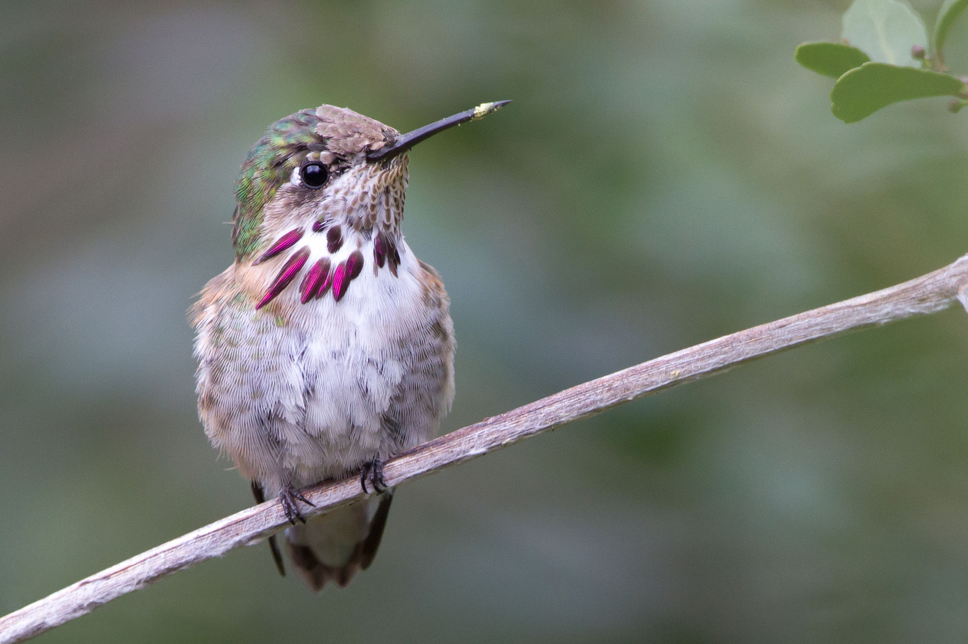 Dan Pancamo - Flickr: Calliope Hummingbird of Laffite's Cove