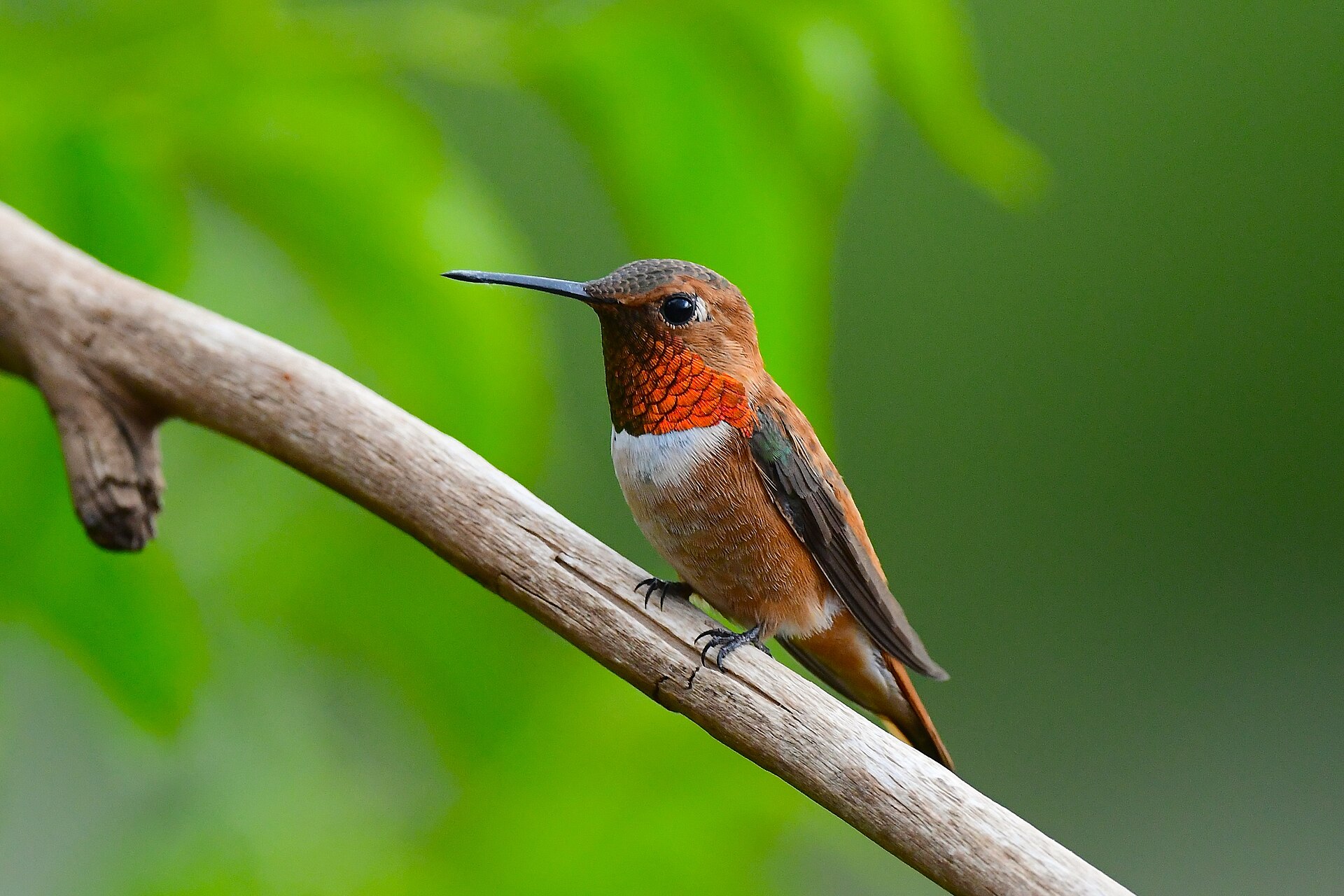 Larry Lamsa - Rufous Humming Bird