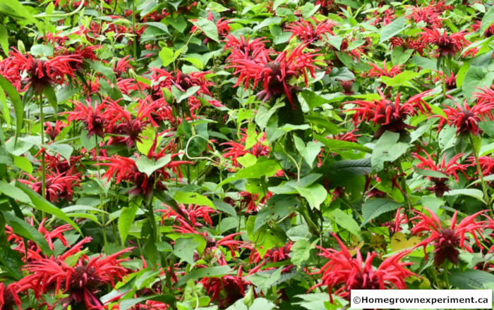 Bee Balm