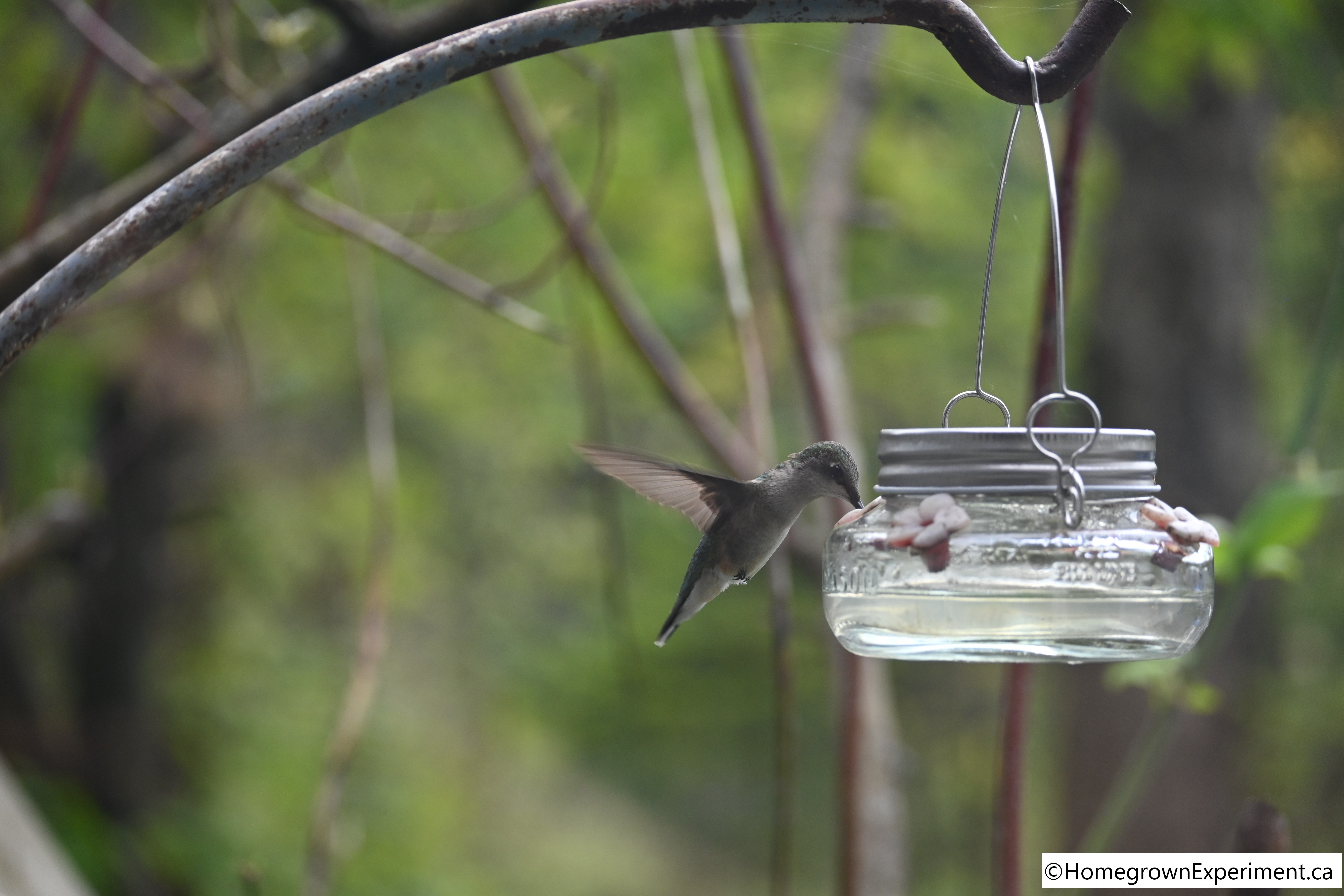 Hummingbird