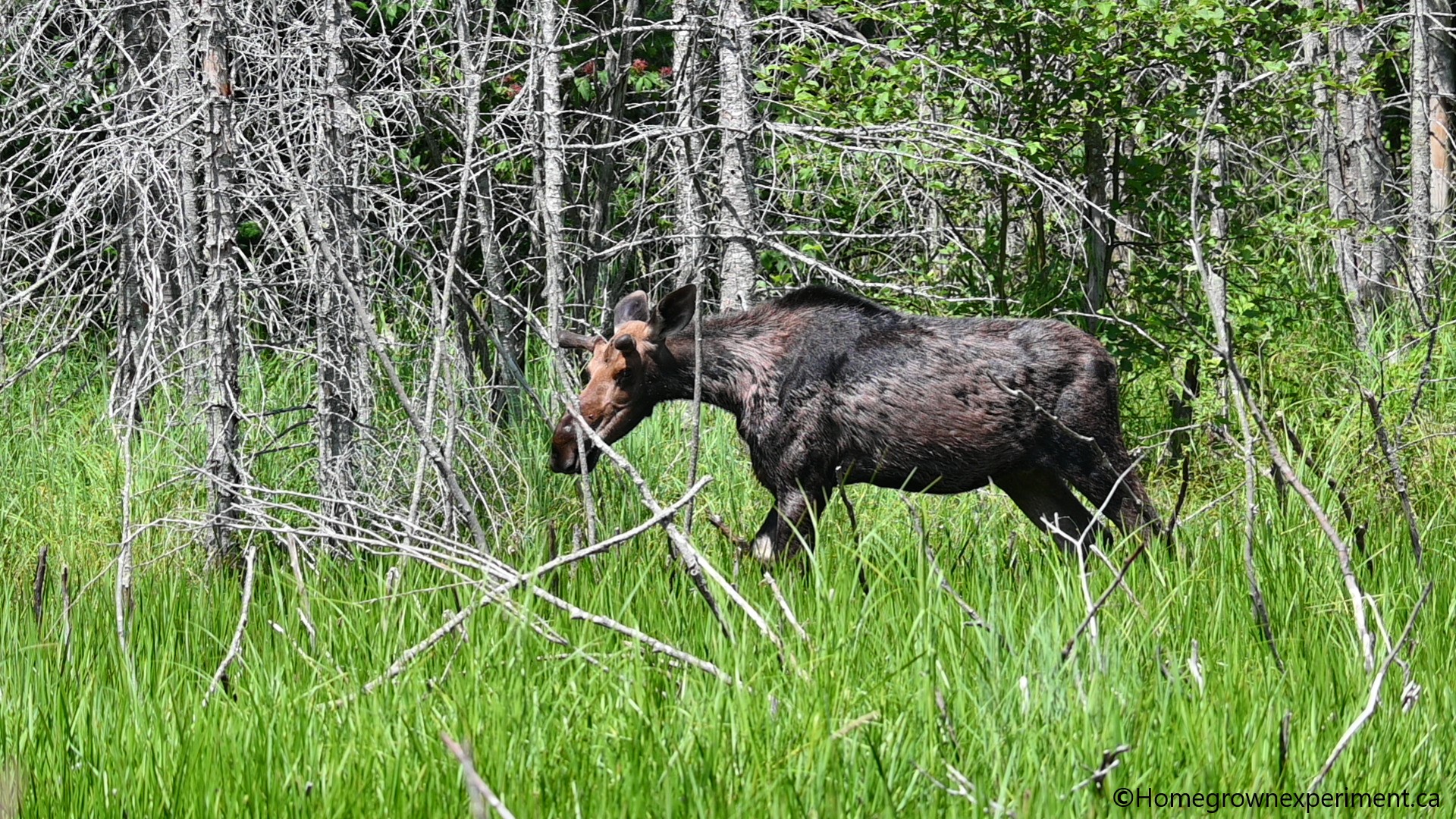 Moose Calf
